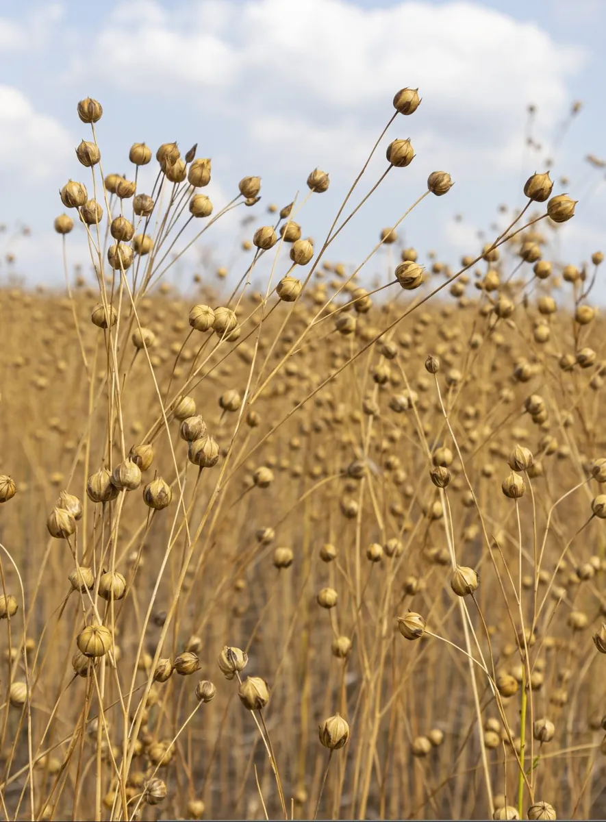 Goldene Leinsaat