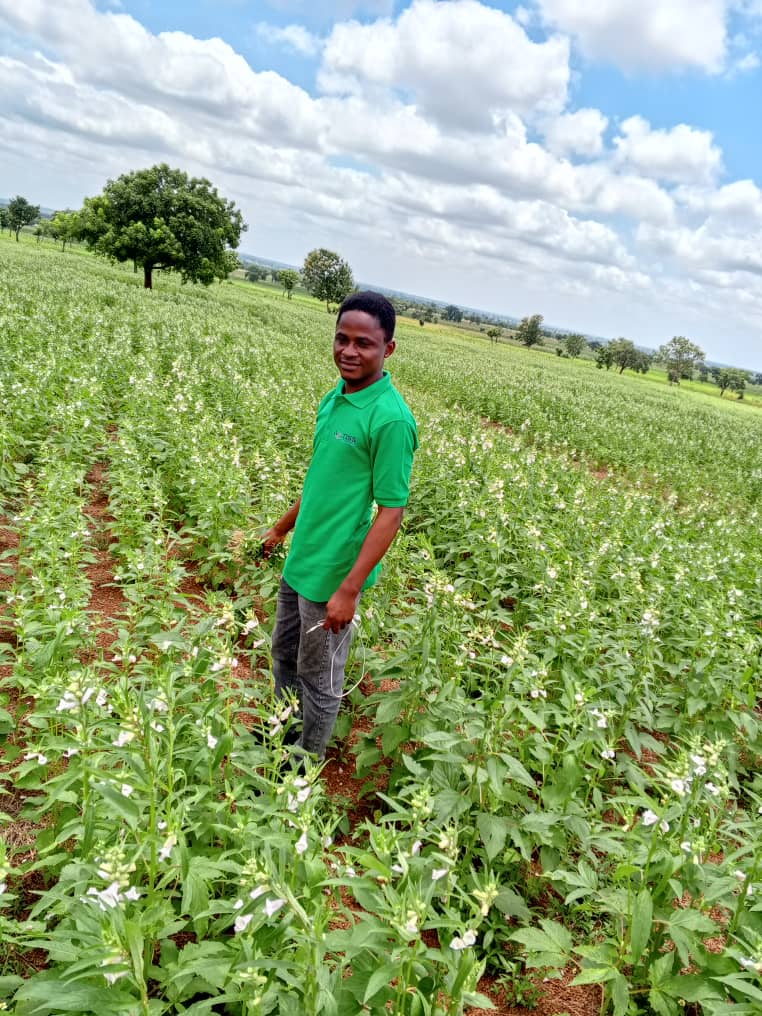 Agronom auf dem Sesamfeld in Togo